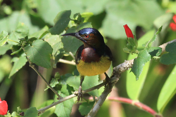 Brown-Throated Sunbird